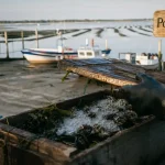 Huitres producteur arcachon sur un quai, bourriche ouverte